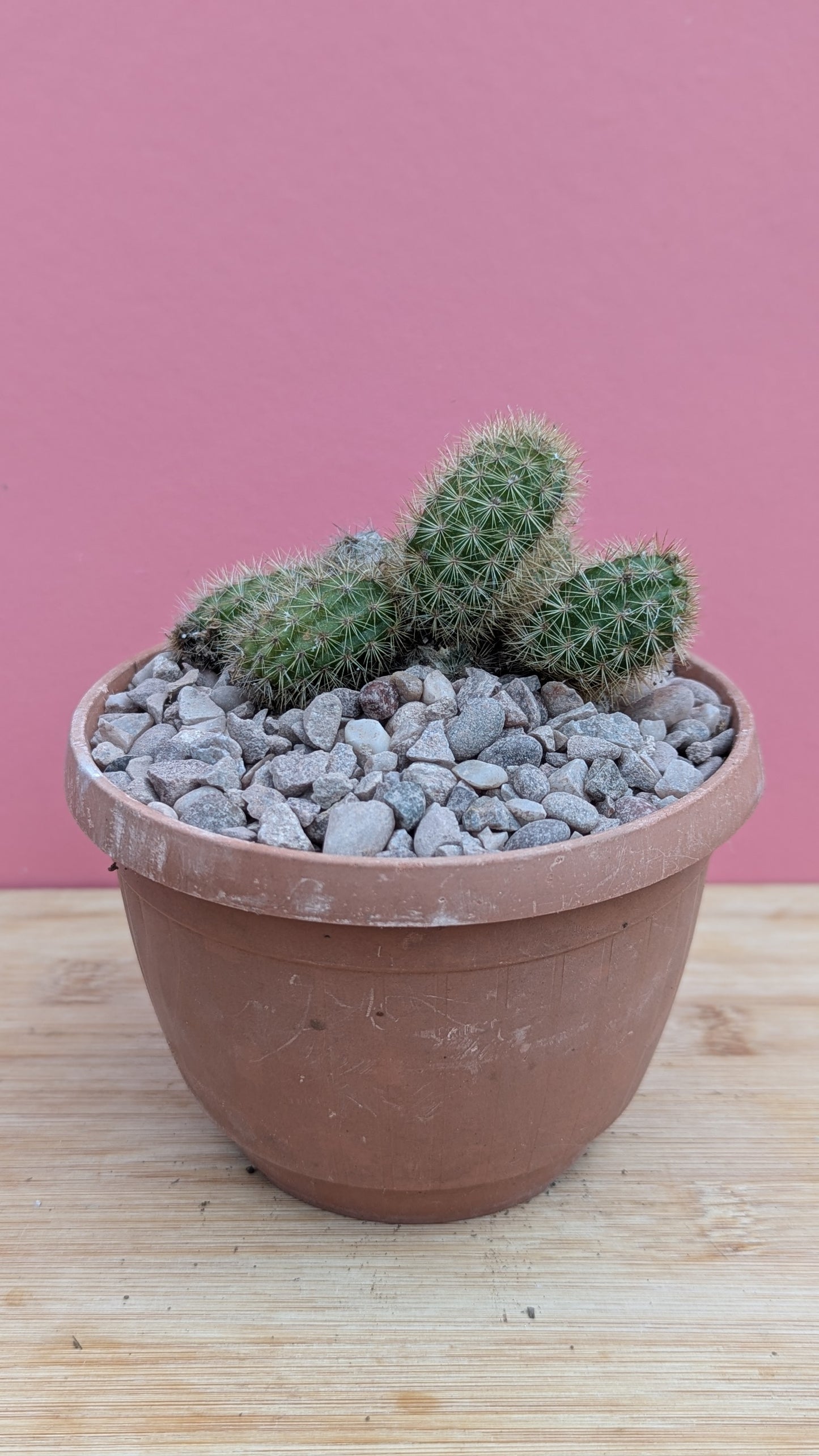 Hildewintera 'Monkey Tail Cactus'