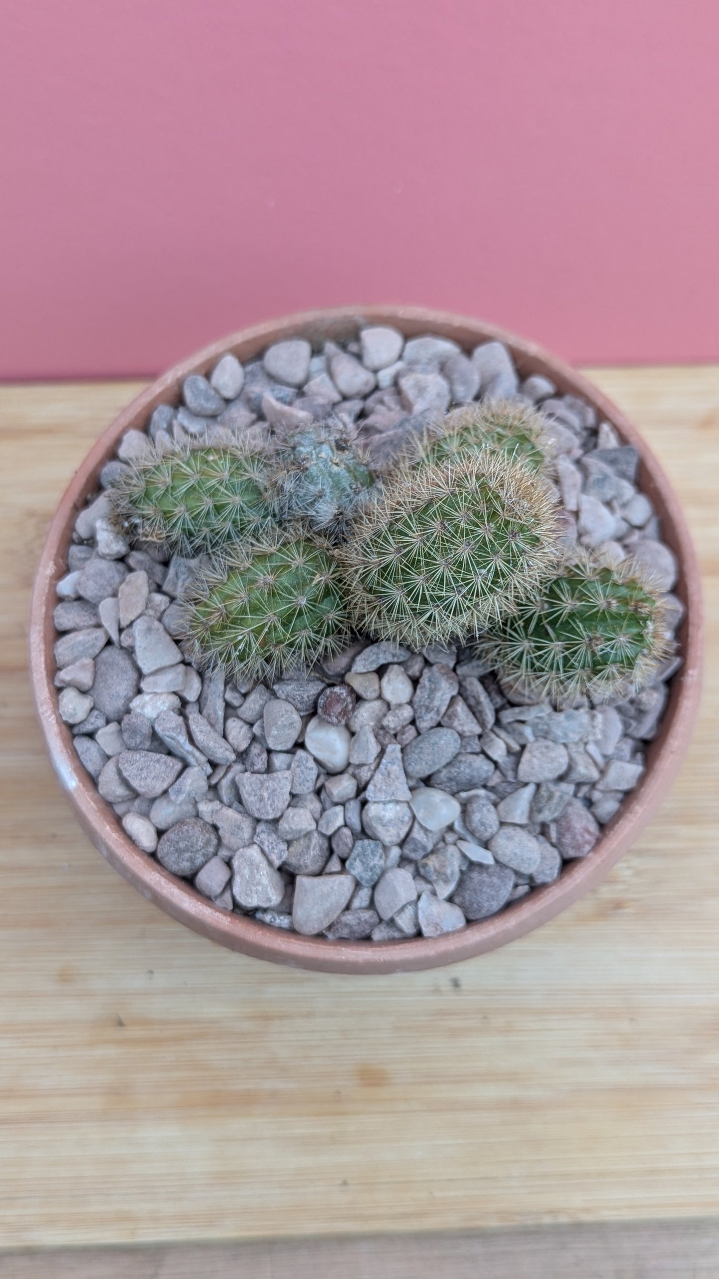 Hildewintera 'Monkey Tail Cactus'