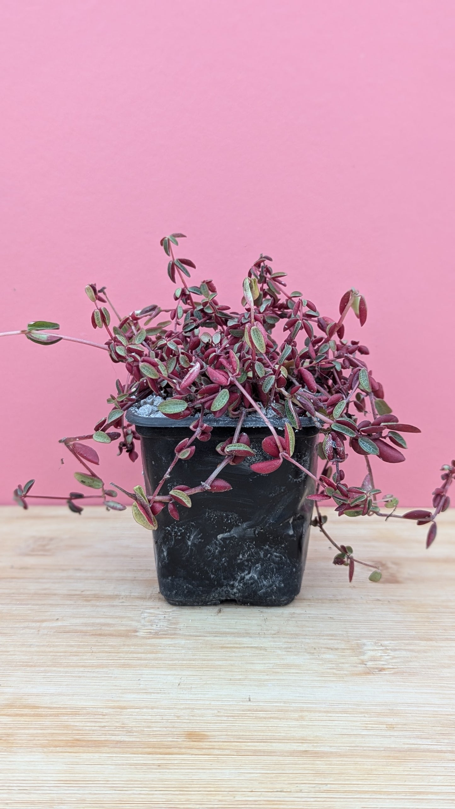 Peperomia 'Red Twist'