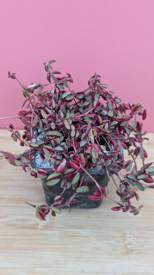 Peperomia 'Red Twist'