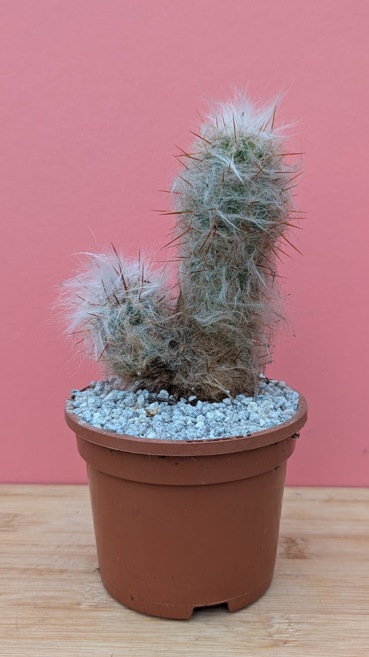 Oreocereus trollii 'Old Man Cactus'