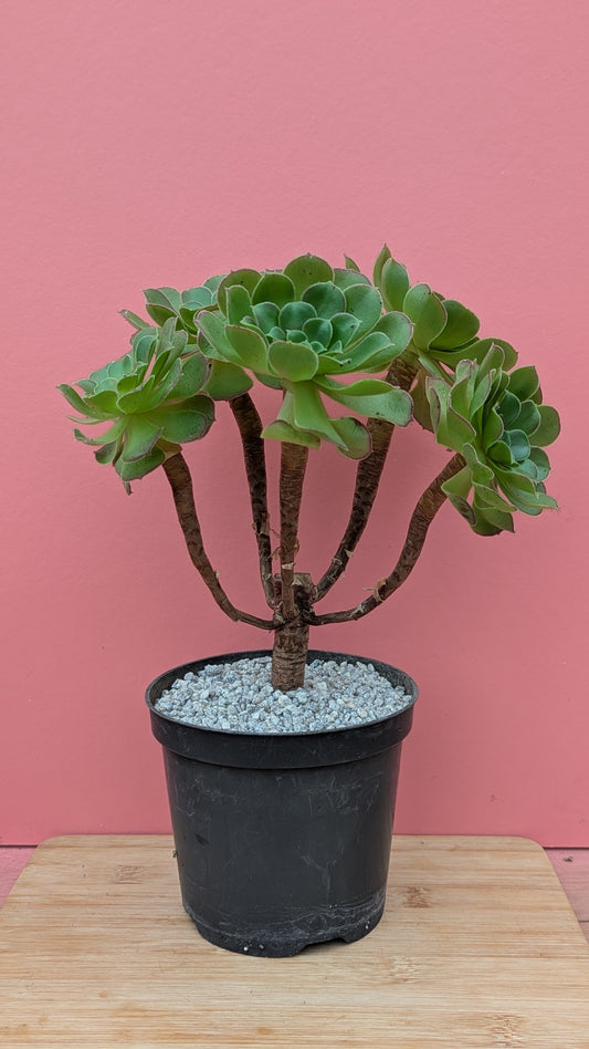 Aeonium velour