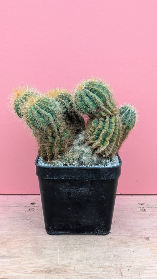 Notocactus magnificus