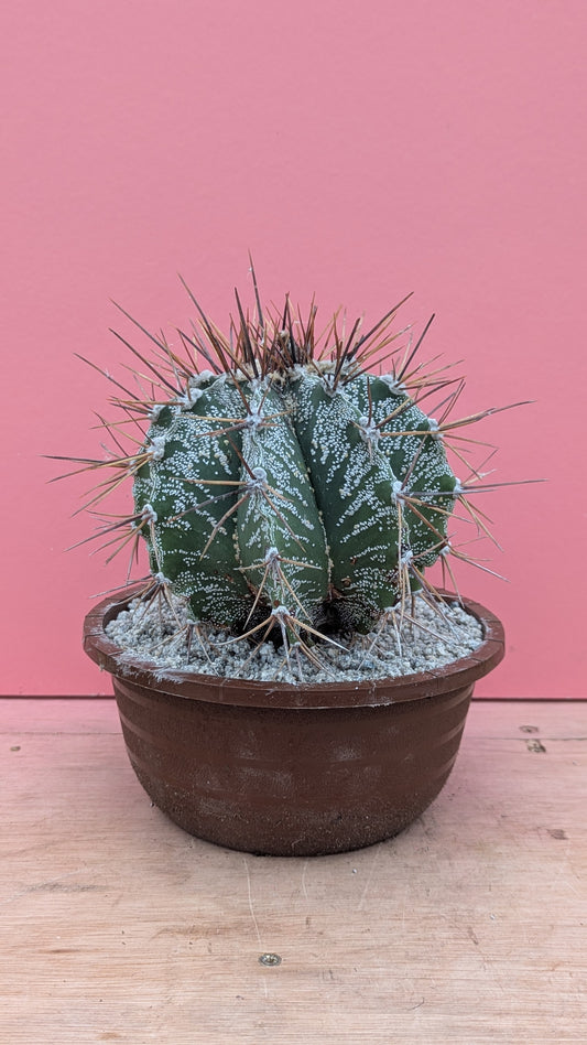 Astrophytum ornatum