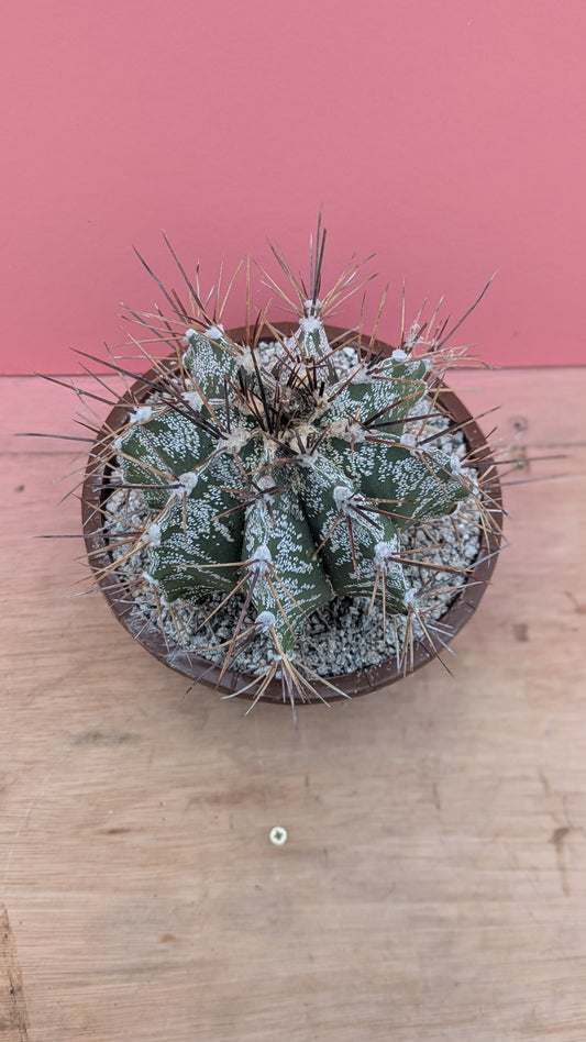 Astrophytum ornatum