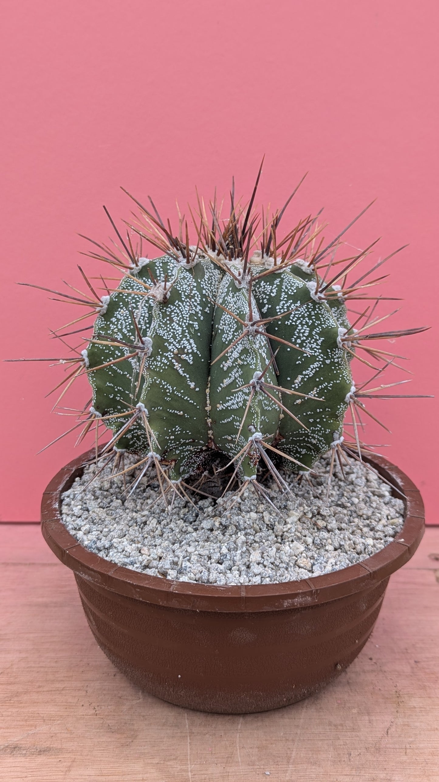 Astrophytum ornatum