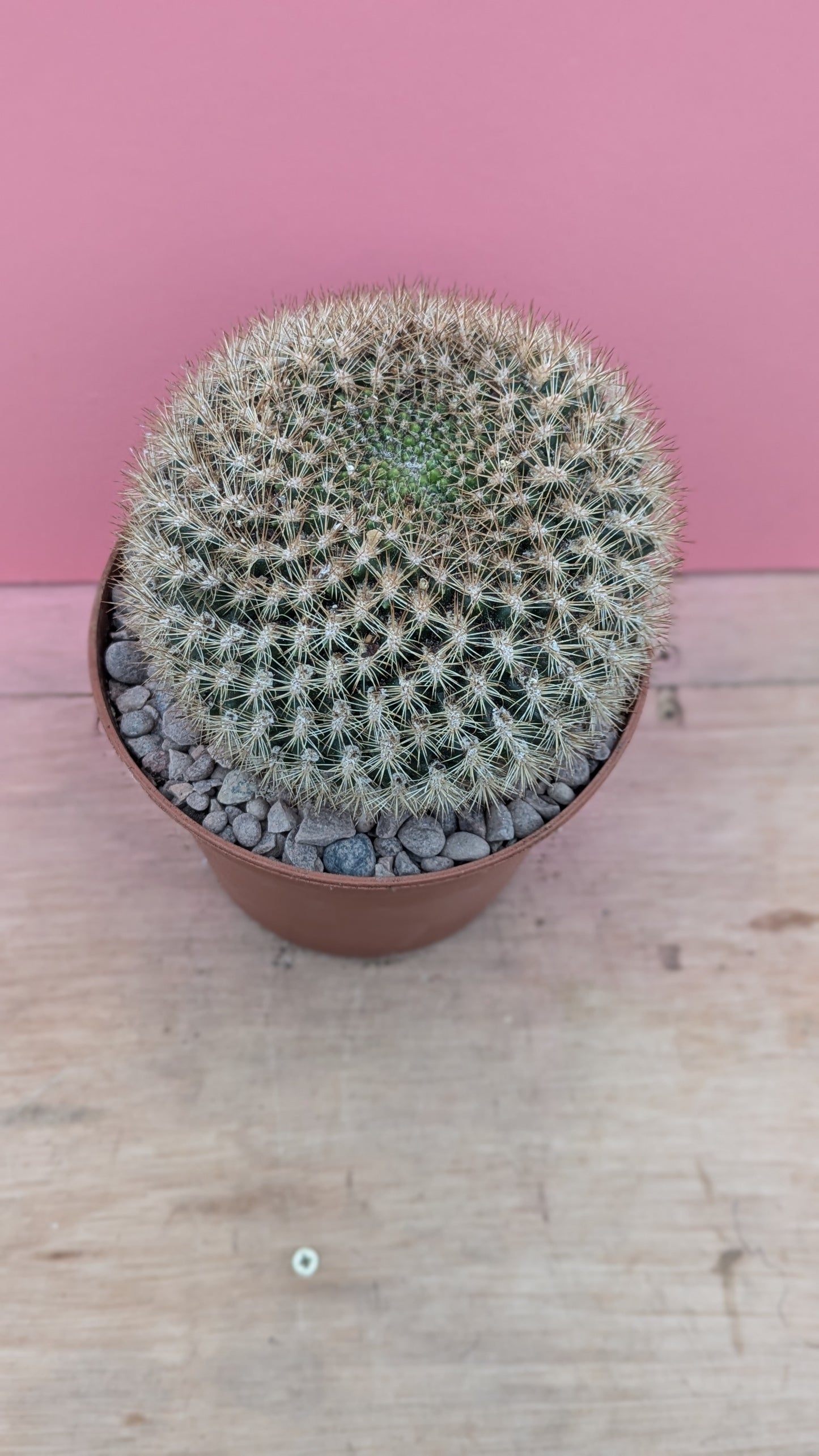 Notocactus species