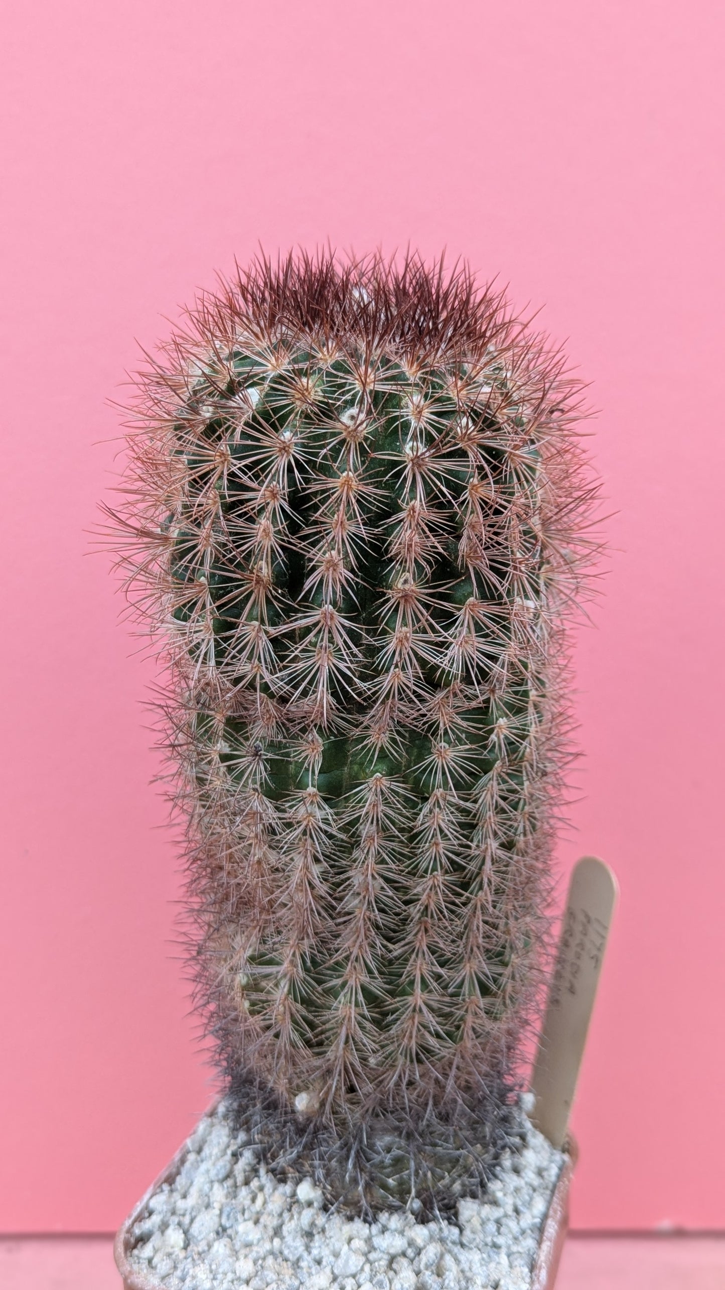 Parodia gracilis