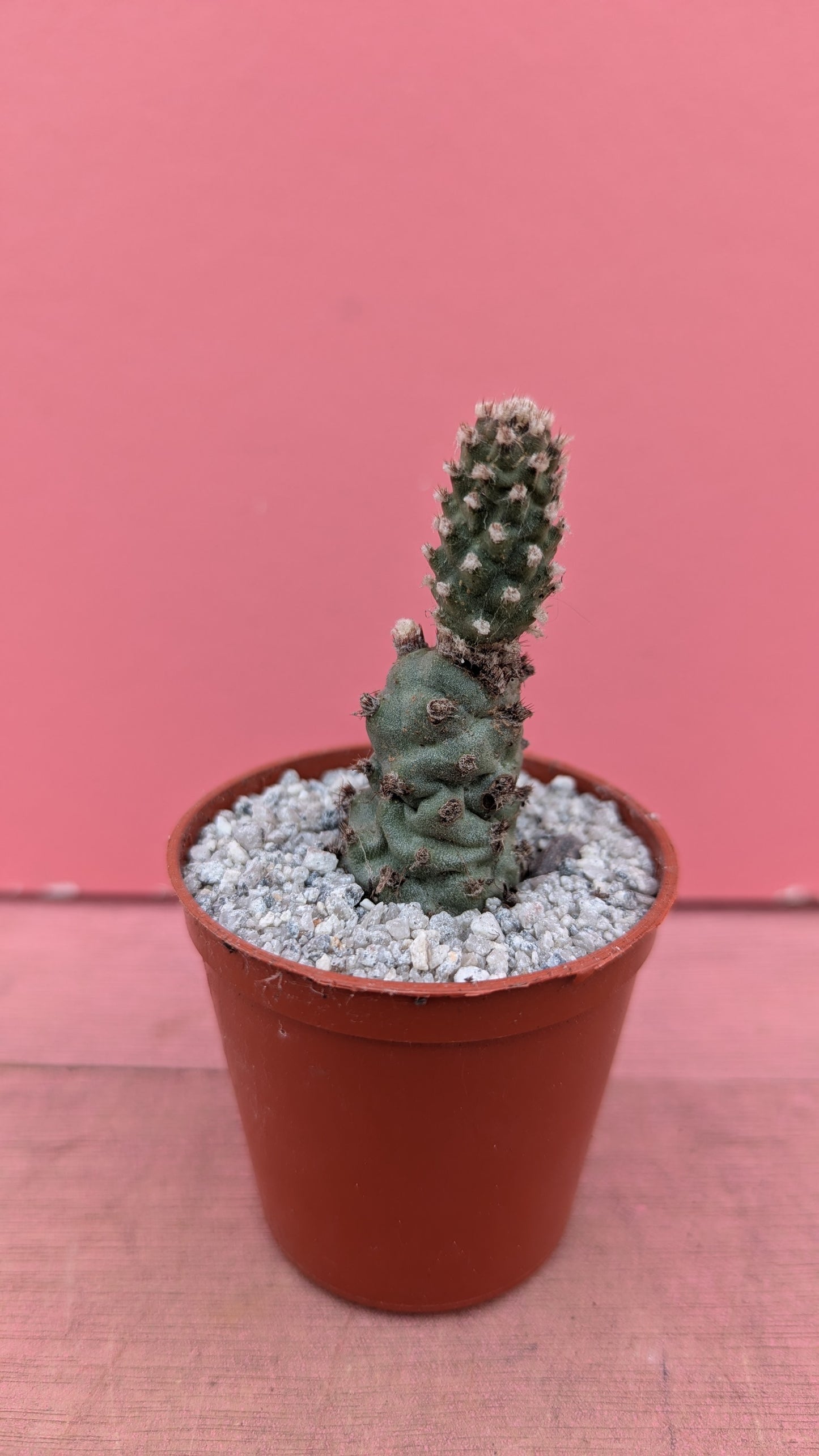 Tephrocactus strobiliformis pup