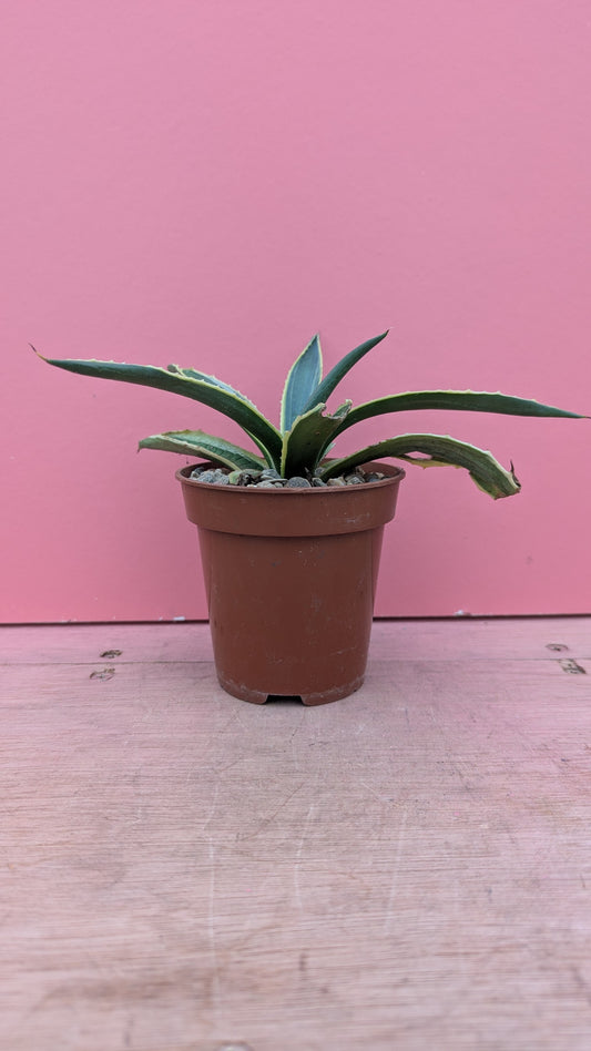 Agave americana pup