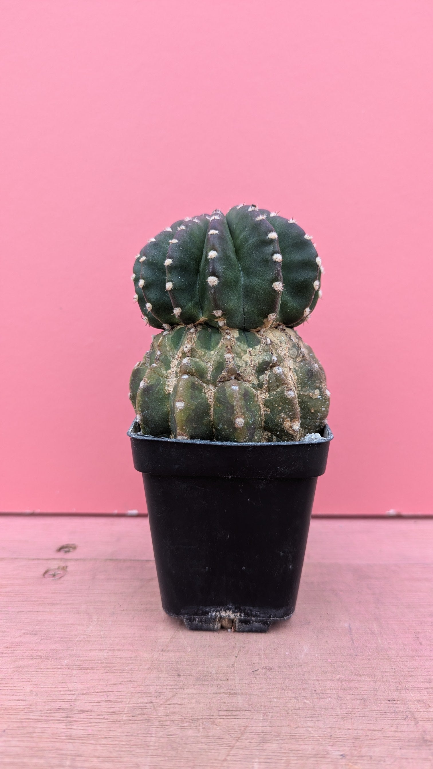 Echinopsis 'Snowstorm' – Mint Plants