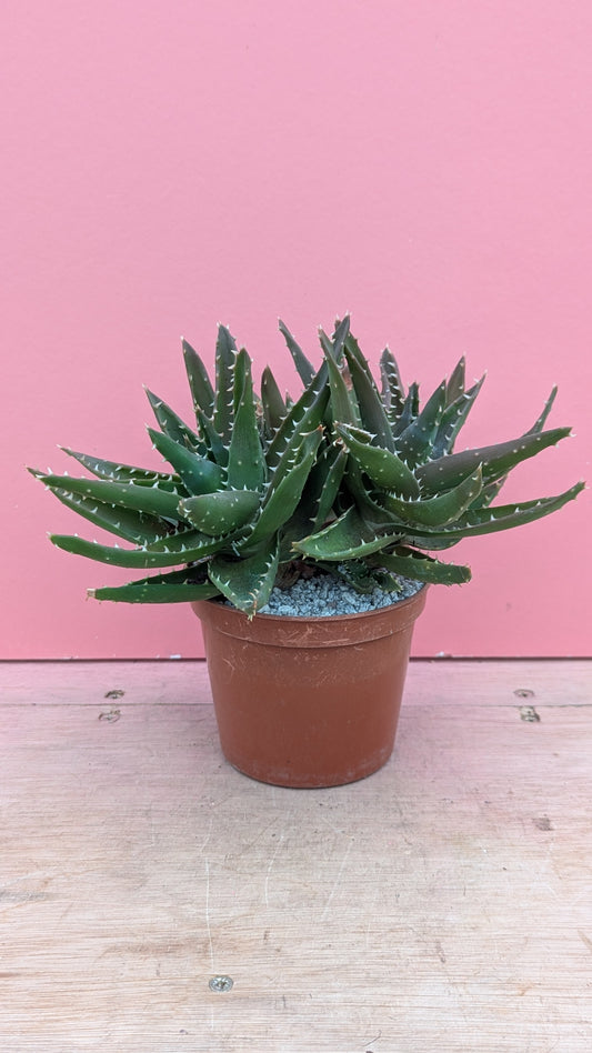 Aloe mitriformis