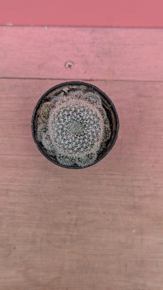 Mammillaria species