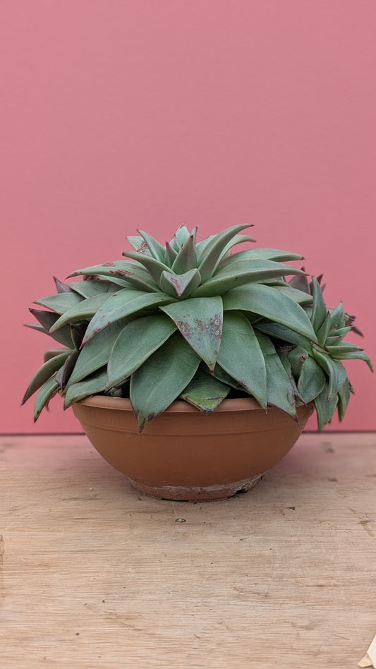 Echeveria 'Ebony'