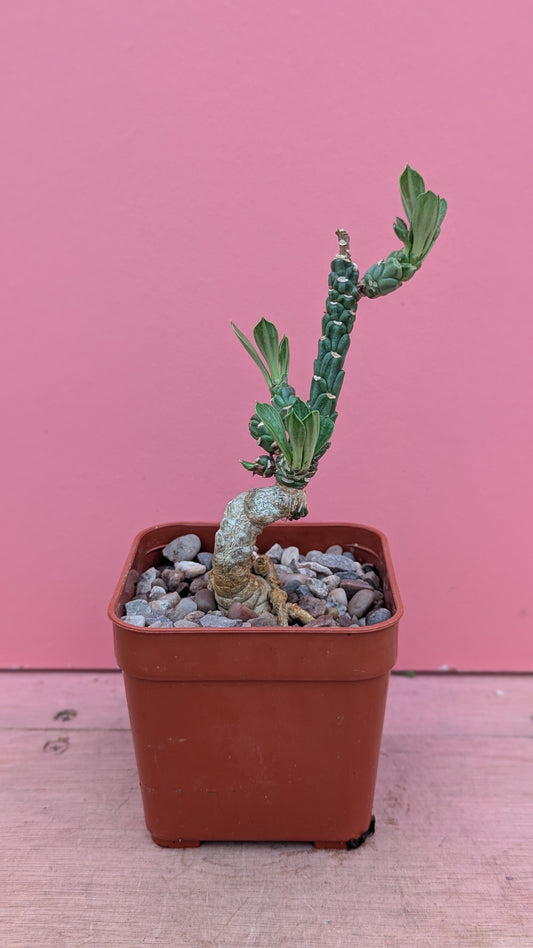 Monadenium yattanum