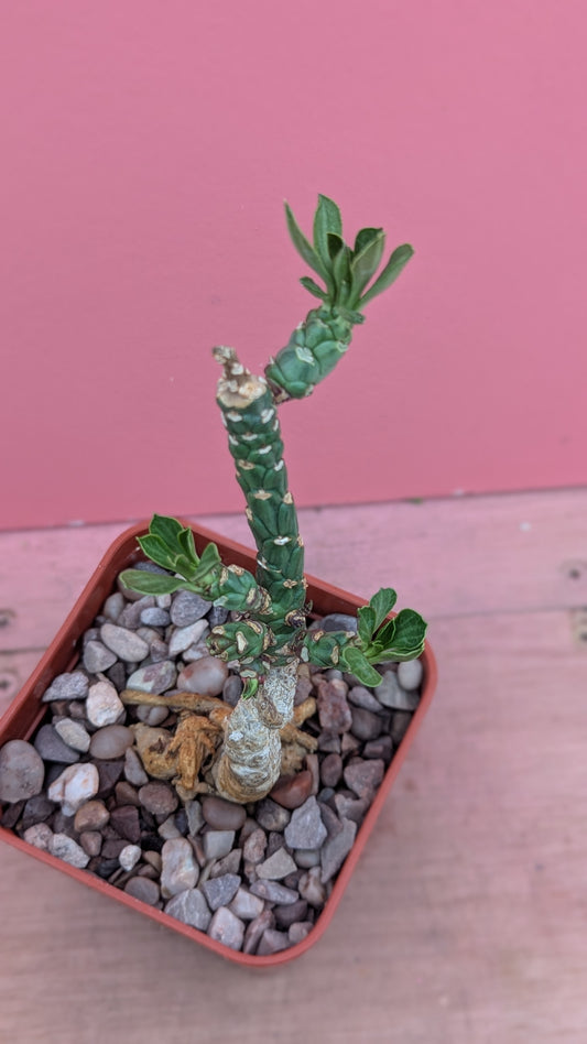 Monadenium yattanum