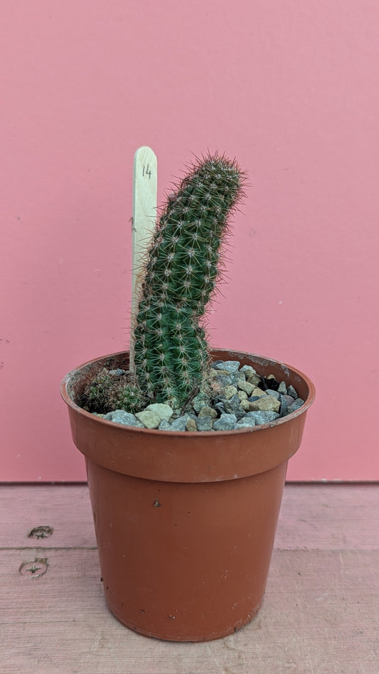 Chamaecereus species 014
