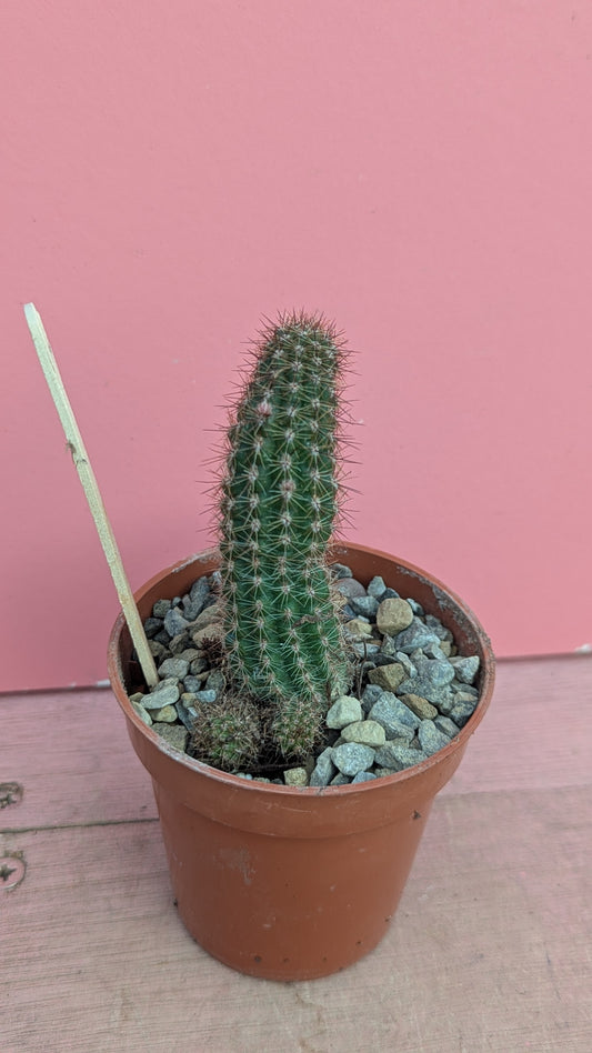 Chamaecereus species 014