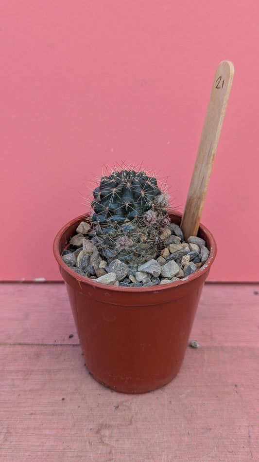 Copiapoa humilis 021