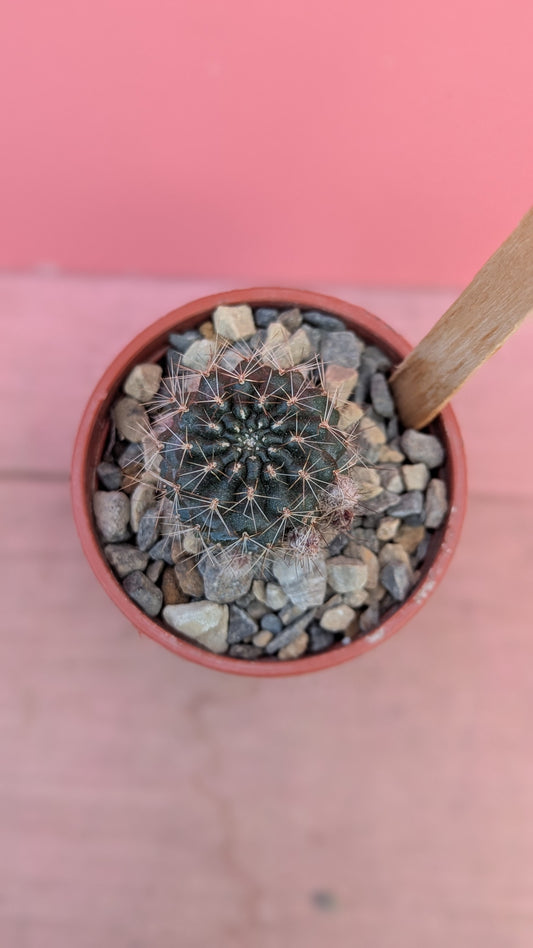 Copiapoa humilis 021