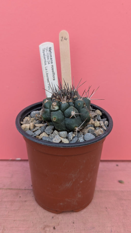 Matucana roseiflora 024