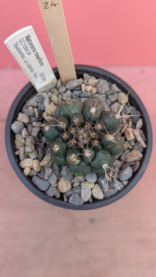 Matucana roseiflora 024