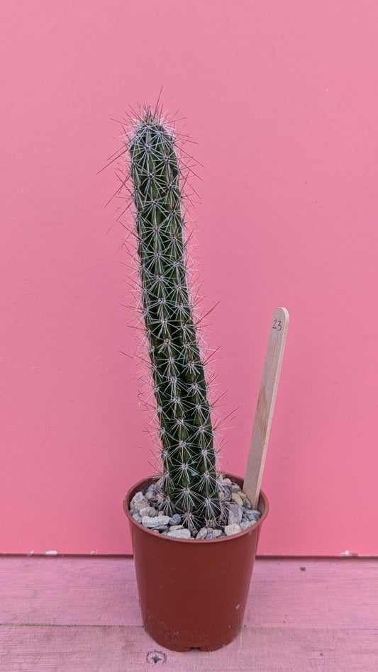 Echinopsis species 023