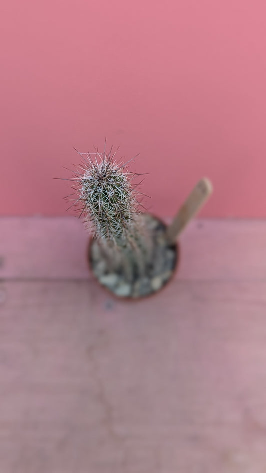 Echinopsis species 023
