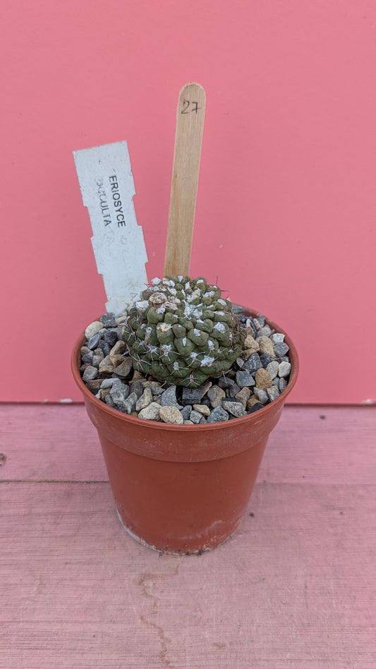 Eriosyce occulata 027