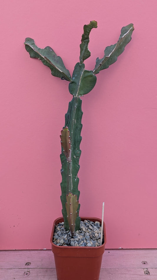Epiphyllum 'red tip' 029