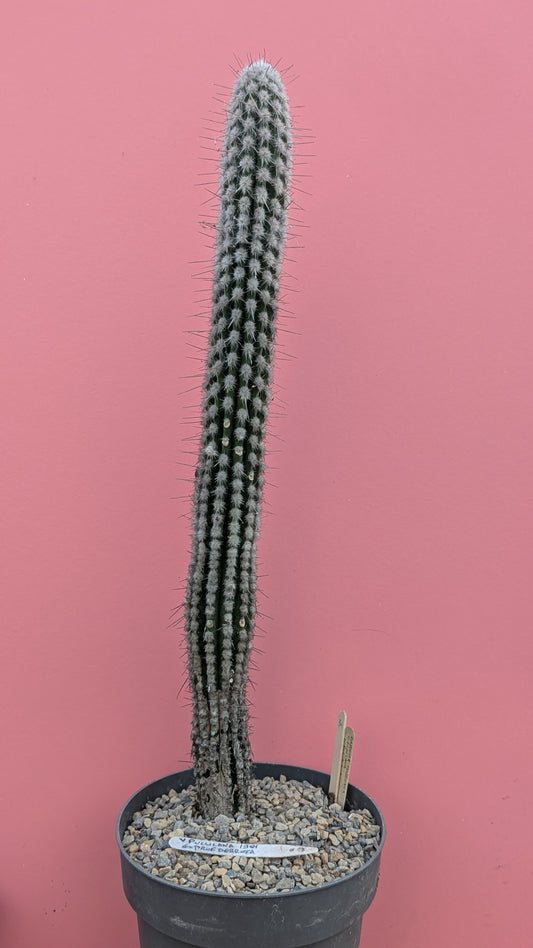 Eulychnia marksiana v. pullilana 030