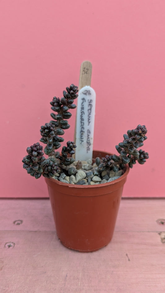 Sedum furfuraceum 032