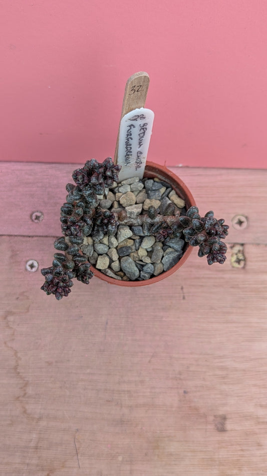 Sedum furfuraceum 032