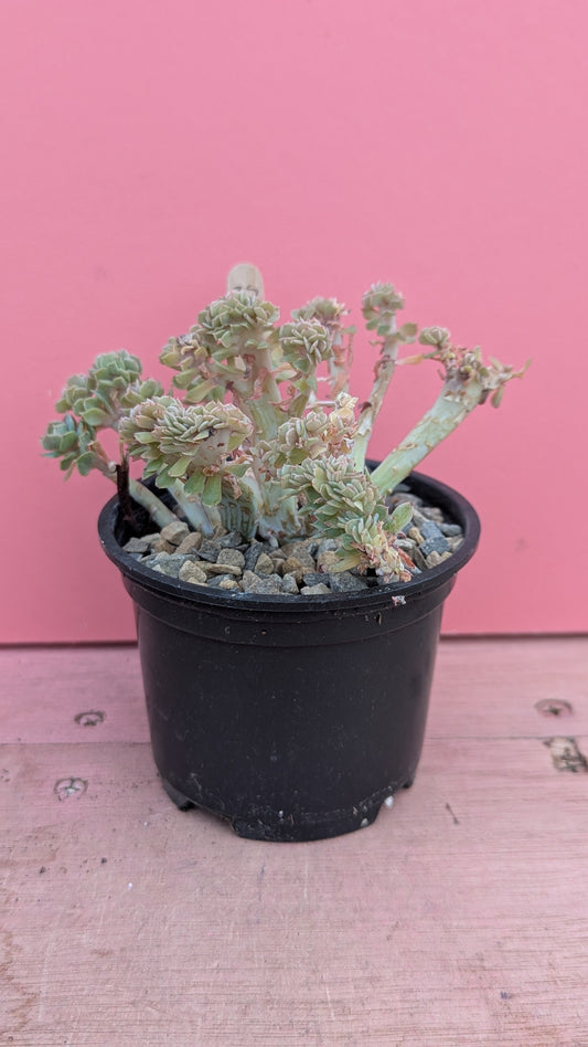 Echeveria cristate 035