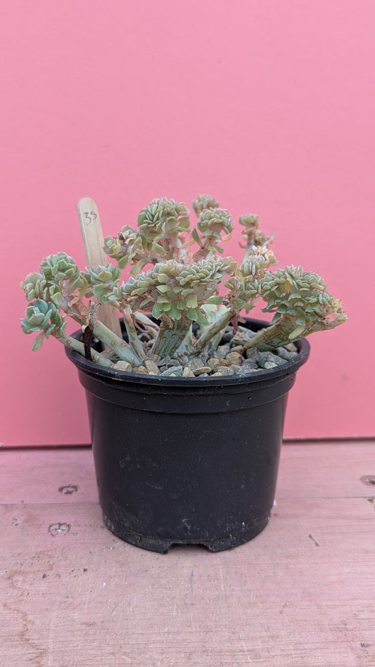 Echeveria cristate 035
