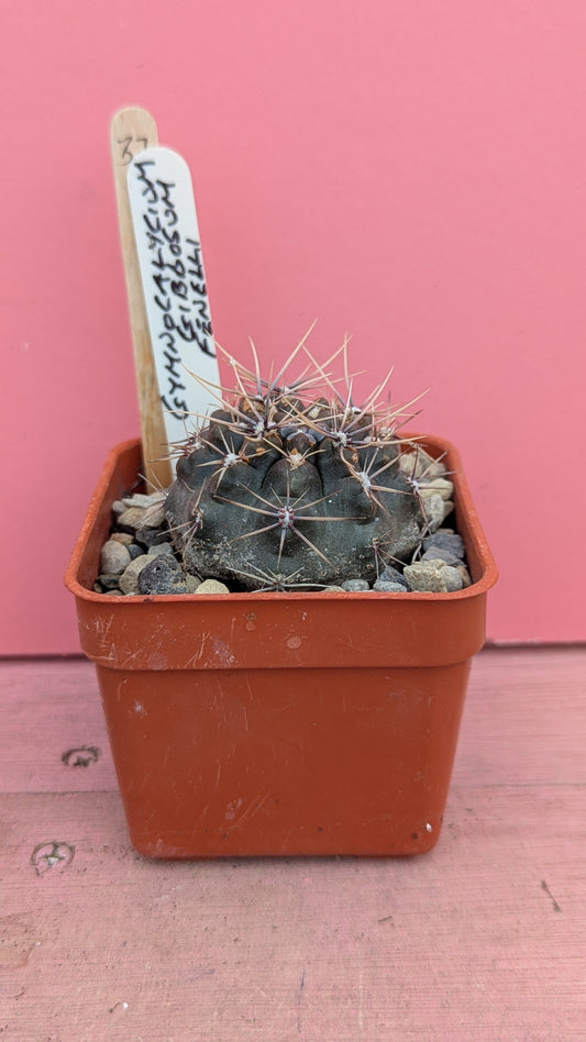 Gymnocalycium gibbosum fenelli 037