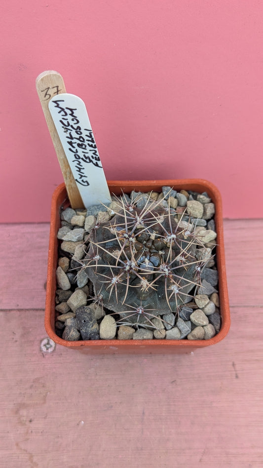 Gymnocalycium gibbosum fenelli 037