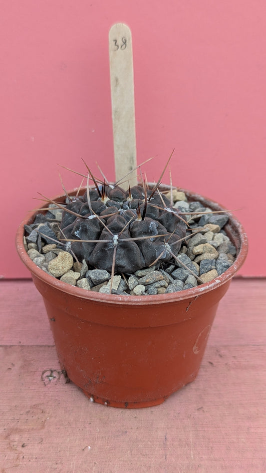 Gymnocalycium striglianum 038