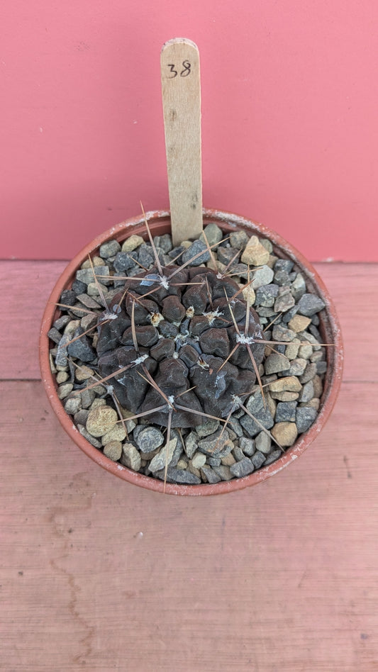 Gymnocalycium striglianum 038