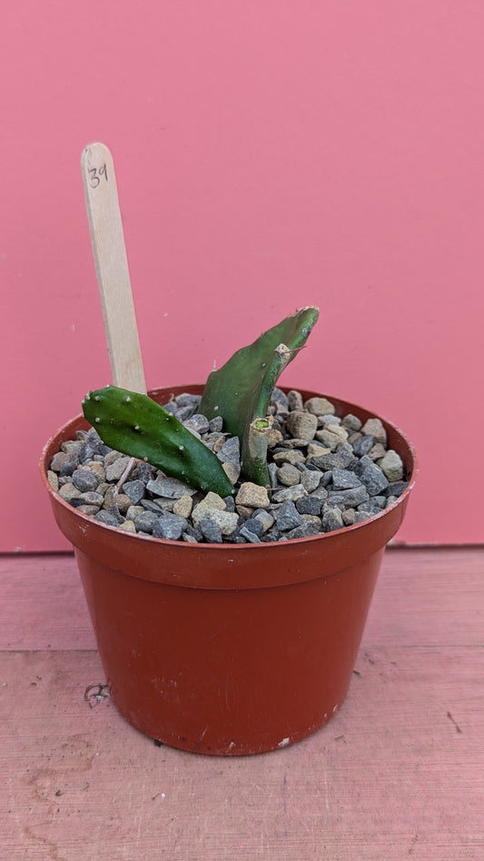 Brasiliopuntia species 039
