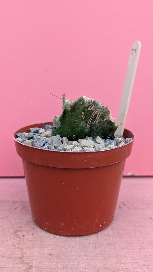 Brasiliopuntia species 039