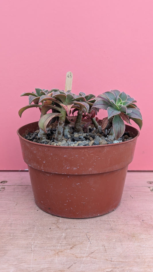 Aeonium leucoblepharum 043