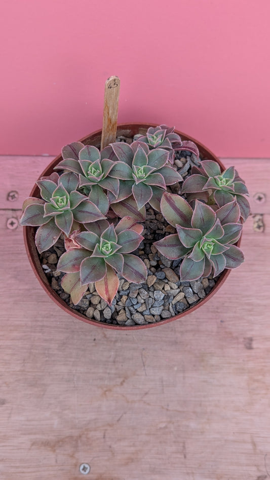 Aeonium leucoblepharum 043