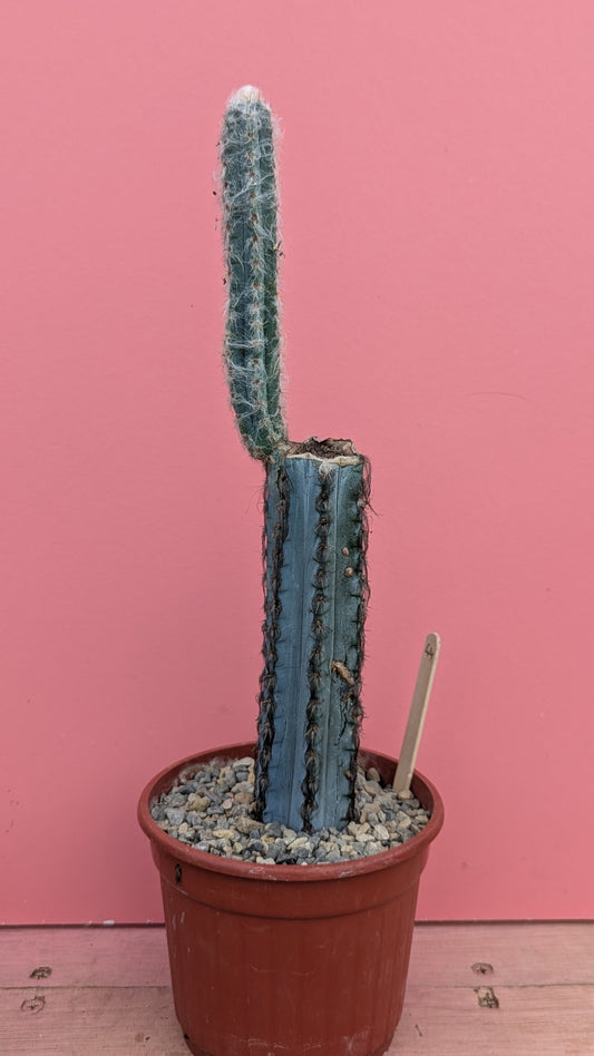 Pilosocereus 'blue torch cactus' 044