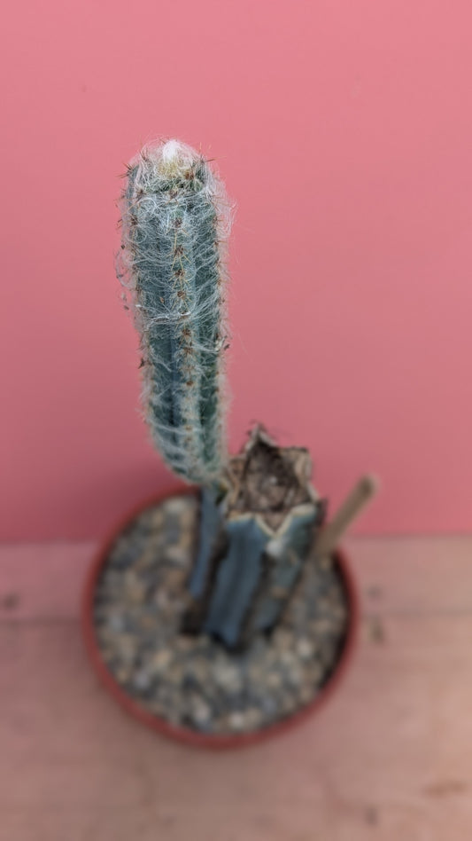 Pilosocereus 'blue torch cactus' 044
