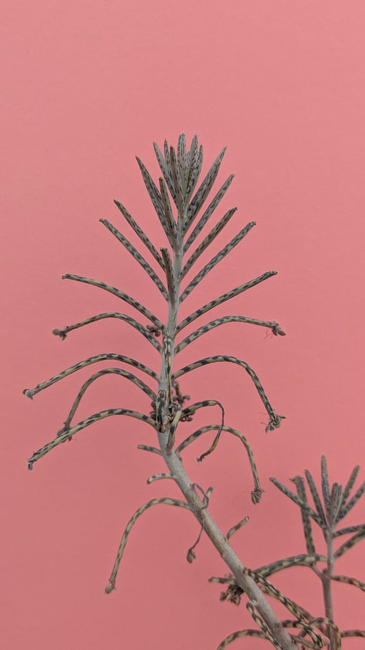 Kalanchoe 'Mother of Millions' 045