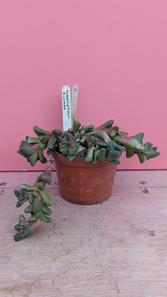 Nananthus aloides 046