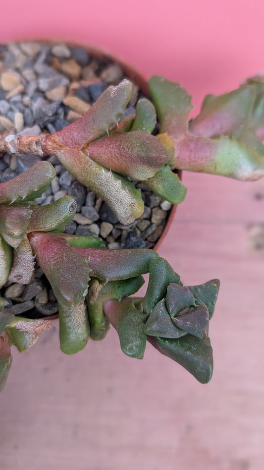 Nananthus aloides 046