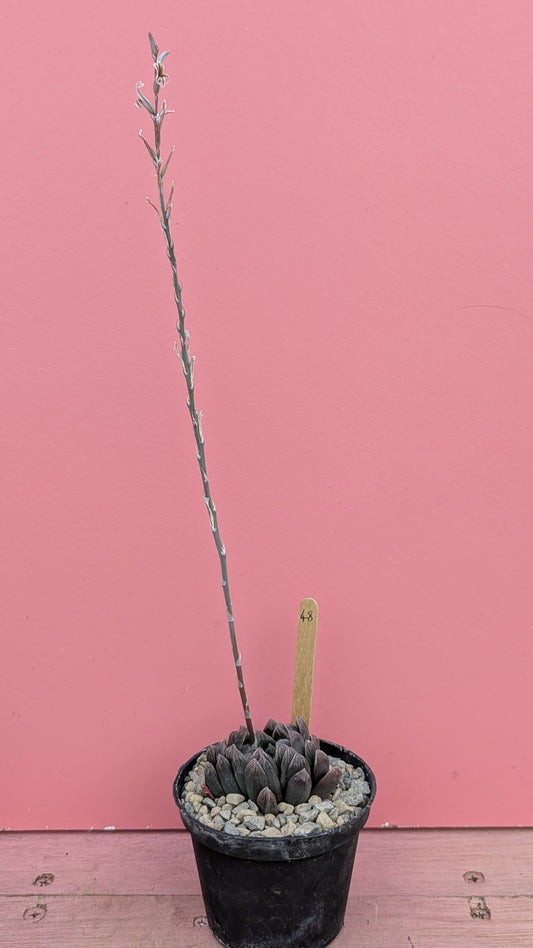 Haworthia 'purple lens' 048