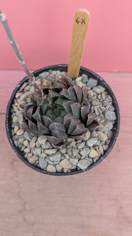 Haworthia 'purple lens' 048